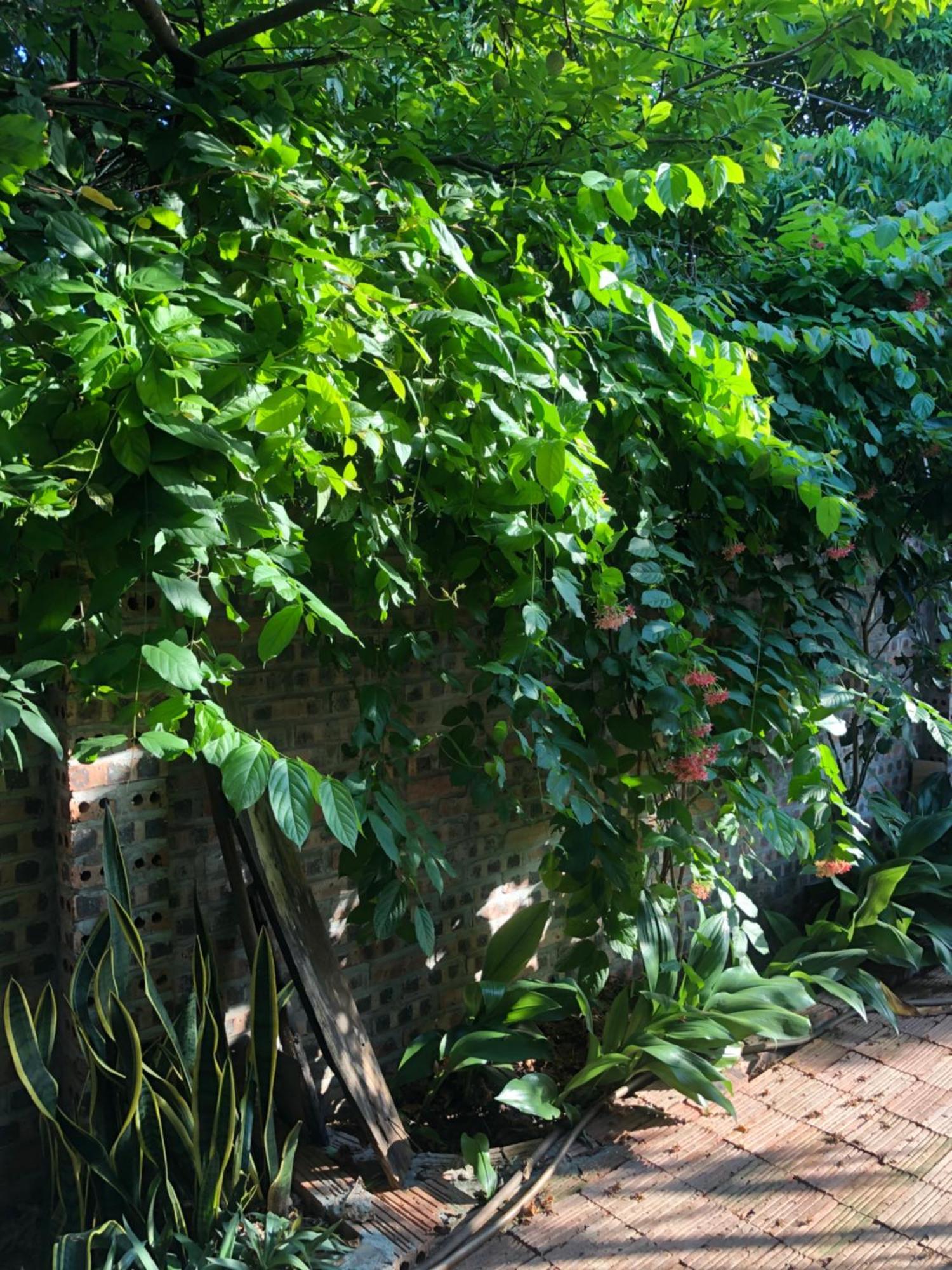 Thuy Xuyen Tam Coc Homestay Vu Lam Eksteriør bilde